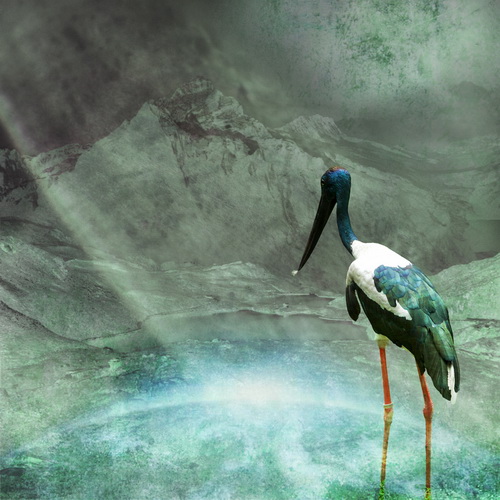 blauer storch kl