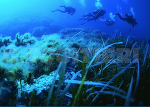 opera squitieri posidonia oceanica assclaminternational 50x70