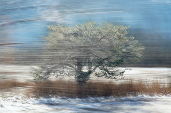 Le sentiers de Barbizon